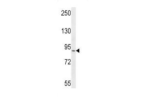 Western blot analysis in CEM cell line lysates (35ug/lane). (RRP1B antibody  (N-Term))