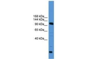 Image no. 1 for anti-Ubiquitin Specific Peptidase 15 (USP15) (AA 691-740) antibody (ABIN6745393) (USP15 antibody  (AA 691-740))