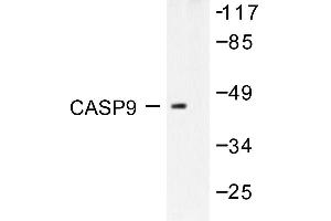 Image no. 1 for anti-Caspase 9, Apoptosis-Related Cysteine Peptidase (CASP9) antibody (ABIN271876) (Caspase 9 antibody)