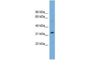 WB Suggested Anti-PHF13 Antibody Titration:  0. (PHF13 antibody  (Middle Region))