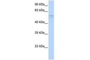 Image no. 1 for anti-Tripartite Motif Containing 39 (TRIM39) (AA 180-229) antibody (ABIN6742518) (TRIM39 antibody  (AA 180-229))