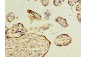 Immunohistochemistry of paraffin-embedded human placenta tissue using ABIN7159082 at dilution of 1:100 (MLX antibody  (AA 1-244))