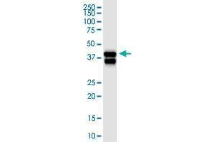 SERPINB5 antibody  (AA 1-231)