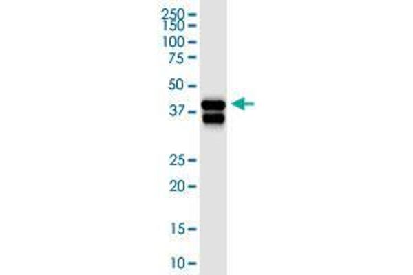 SERPINB5 antibody  (AA 1-231)