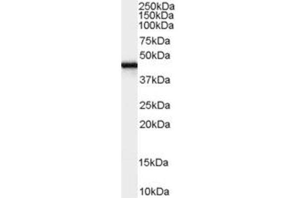 FEZ1 antibody  (Internal Region)