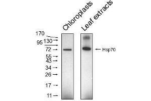 Image no. 1 for anti-Heat Shock Protein 70 (HSP70) antibody (ABIN334576) (HSP70 antibody)