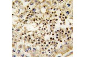 IHC analysis of FFPE human testis tissue stained with LIN28A antibody (LIN28A antibody)