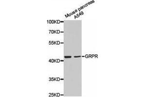 Western Blotting (WB) image for anti-Gastrin-Releasing Peptide Receptor (GRPR) antibody (ABIN1872904) (GRPR antibody)