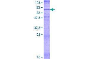 SLC19A1 Protein (AA 1-489) (GST tag)