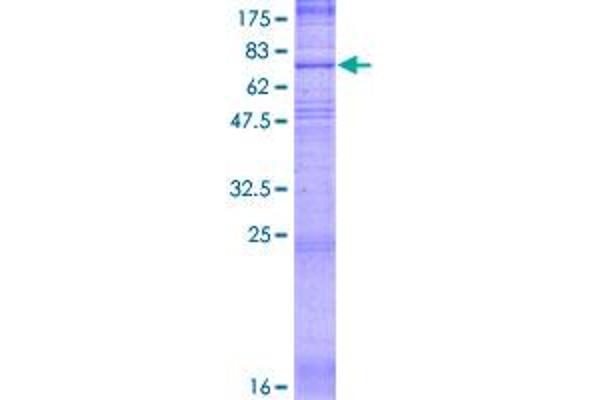 SLC19A1 Protein (AA 1-489) (GST tag)