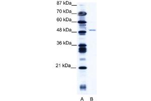 WB Suggested Anti-ZNF627 Antibody   Titration: 1. (ZNF627 antibody  (N-Term))