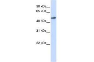 Image no. 1 for anti-RNA Guanine-7 Methyltransferase (RNMT) (AA 108-157) antibody (ABIN6742982) (RNMT antibody  (AA 108-157))
