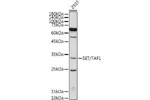 Western blot analysis of extracts of 293T cells, using SET/T antibody (ABIN6131353, ABIN6147631, ABIN6147634 and ABIN6221803) at 1:500 dilution. (SET/TAF-I antibody  (AA 1-277))