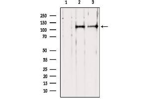 Western blot analysis of extracts from various samples, using PER1 Antibody. (PER1 antibody  (N-Term))