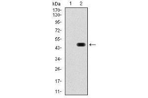 Image no. 2 for anti-RAP1A, Member of RAS Oncogene Family (RAP1A) antibody (ABIN1500595) (RAP1A antibody)
