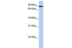 HSPA4L antibody used at 1 ug/ml to detect target protein.