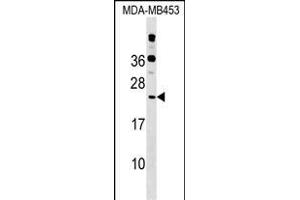 POLR2D Antibody (Center) (ABIN1538451 and ABIN2848853) western blot analysis in MDA-M cell line lysates (35 μg/lane). (POLR2D antibody  (AA 51-79))