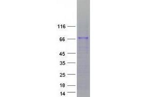 ZNF205 Protein (Transcript Variant 2) (Myc-DYKDDDDK Tag)