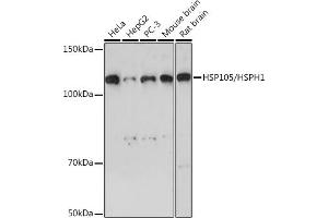Western blot analysis of extracts of various cell lines, using HSP105/HSPH1 Rabbit mAb (ABIN7267566) at 1:1000 dilution. (HSPH1 antibody)