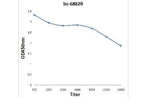 BRF2 Antikörper  (AA 151-250)