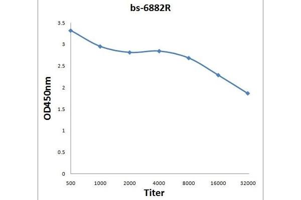 BRF2 抗体  (AA 151-250)