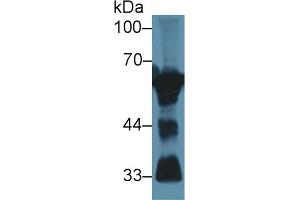 Western Blotting (WB) image for anti-Calcineurin (CAN) (AA 7-301) antibody (ABIN7433471)