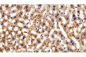 Detection of APOC1 in Mouse Liver Tissue using Polyclonal Antibody to Apolipoprotein C1 (APOC1) (APOC1 antibody  (AA 32-88))