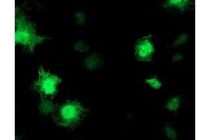 Anti-TOMM34 mouse monoclonal antibody (ABIN2454837) immunofluorescent staining of COS7 cells transiently transfected by pCMV6-ENTRY TOMM34 (RC201083). (TOMM34 antibody)