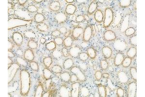 ABIN6264177 and ABIN6273064 at 1/100 staining human normal kidney tissue by IHC-P.