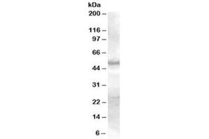 Western blot testing of human skin lysate with SMAD9 antibody at 0.