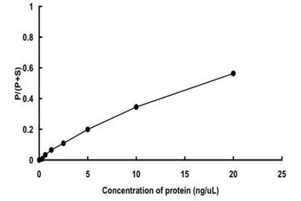 STK33 Protein (AA 1-514) (GST tag)