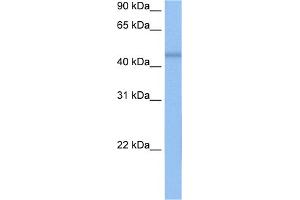 WB Suggested Anti-DKFZP564O0523 Antibody Titration:  0. (C7orf64 antibody  (C-Term))