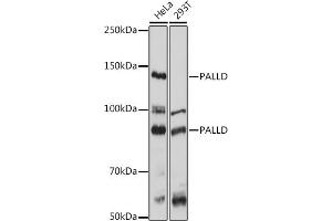 Western blot analysis of extracts of various cell lines, using PALLD antibody  at 1:1000 dilution. (PALLD antibody  (AA 383-672))