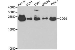 Western blot analysis of extracts of various cell lines, using CD99 antibody. (CD99 antibody)