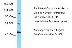 Western Blotting (WB) image for anti-Calcium Channel, Voltage-Dependent, alpha 2/delta Subunit 4 (CACNA2D4) (Middle Region) antibody (ABIN2788224) (CACNA2D4 antibody  (Middle Region))