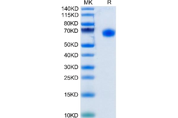 CD48 Protein (CD48) (AA 27-220) (Fc Tag)