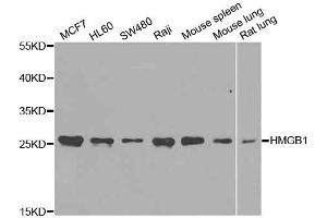 Western blot analysis of extracts of various cell lines, using HMGB1 antibody (ABIN5971378) at 1/1000 dilution. (HMGB1 antibody)
