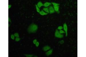 IHC-P analysis of HeLa cells, with FITC staining. (Caspase 8 antibody  (AA 385-479))