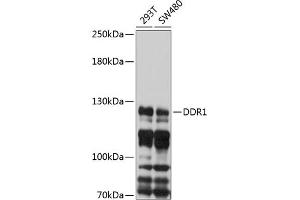 Western blot analysis of extracts of various cell lines, using DDR1 antibody (ABIN6131016, ABIN6139471, ABIN6139472 and ABIN6214760) at 1:1000 dilution. (DDR1 antibody  (AA 290-420))