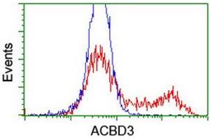 HEK293T cells transfected with either RC208434 overexpress plasmid (Red) or empty vector control plasmid (Blue) were immunostained by anti-ACBD3 antibody (ABIN2455835), and then analyzed by flow cytometry. (ACBD3 antibody)