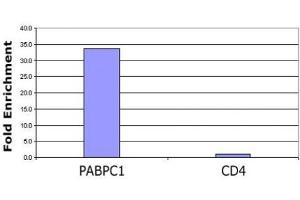 Histone H3 acetyl Lys56 pAb tested by ChIP analysis.