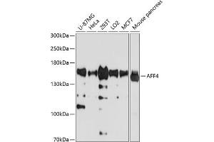 Western blot analysis of extracts of various cell lines, using  antibody (ABIN1678597, ABIN3019123, ABIN3019124 and ABIN6220725) at 1:1000 dilution. (AFF4 antibody  (AA 1-220))