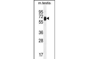 TTC39B Antibody (C-term) (ABIN654972 and ABIN2844610) western blot analysis in mouse testis tissue lysates (35 μg/lane). (TTC39B antibody  (C-Term))