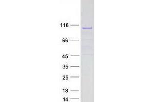 Validation with Western Blot (SIX4 Protein (Myc-DYKDDDDK Tag))