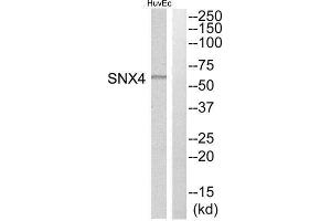 Western Blotting (WB) image for anti-Sorting Nexin 4 (SNX4) (Internal Region) antibody (ABIN1852219) (Sorting Nexin 4 antibody  (Internal Region))