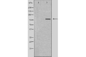 RUFY1 antibody  (Internal Region)