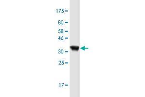 Western Blot detection against Immunogen (36. (AIMP2 antibody  (AA 1-100))