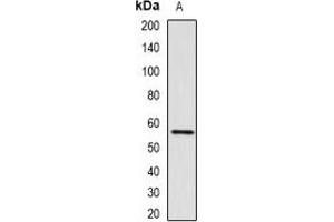 Western blot analysis of RNF8 expression in U2OS (A) whole cell lysates.