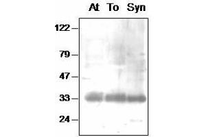 Western blot analysis of Arabidopsis (At), tobacco (To) chloroplast and Synechocystis (Syn) thylakoid proteins with anti- PsbA-int (D1-Int antibody)