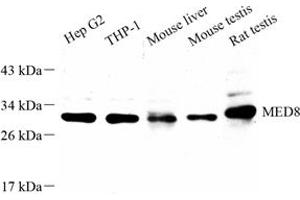 Western blot analysis of MED8 (ABIN7074582) at dilution of 1: 1000 (MED8 antibody)